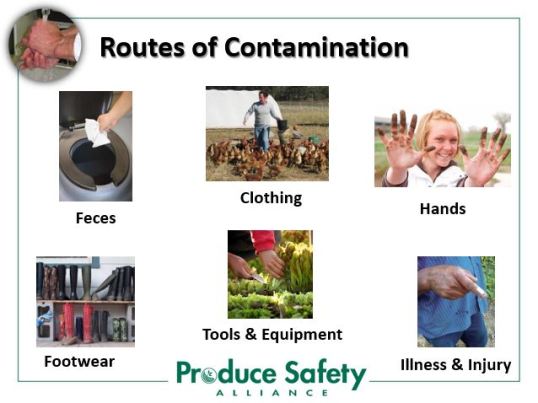 Routes of Contamination slide from PSA Grower Training