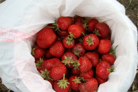 strawberries inside plastic shopping bag